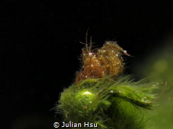 Algae Shrimp
@Anilao by Julian Hsu 